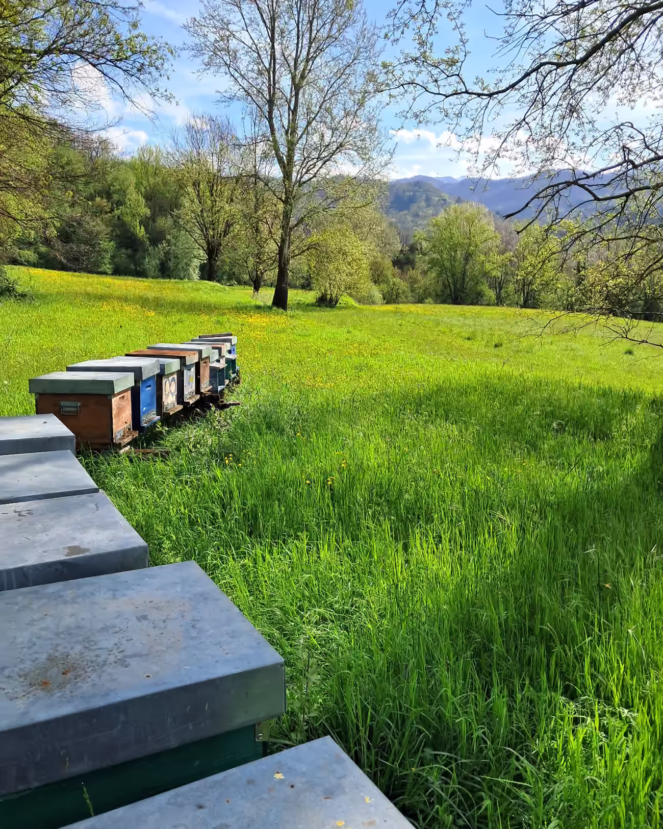 Api in volo su un campo fiorito dell’Appennino, con gli alberi e i monti sullo sfondo