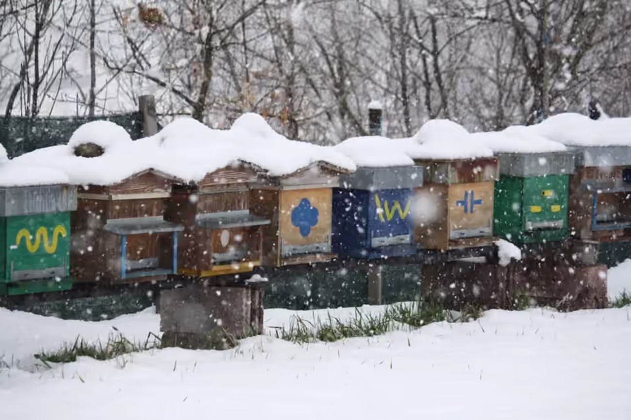 Api all’ingresso dell’arnia durante una nevicata