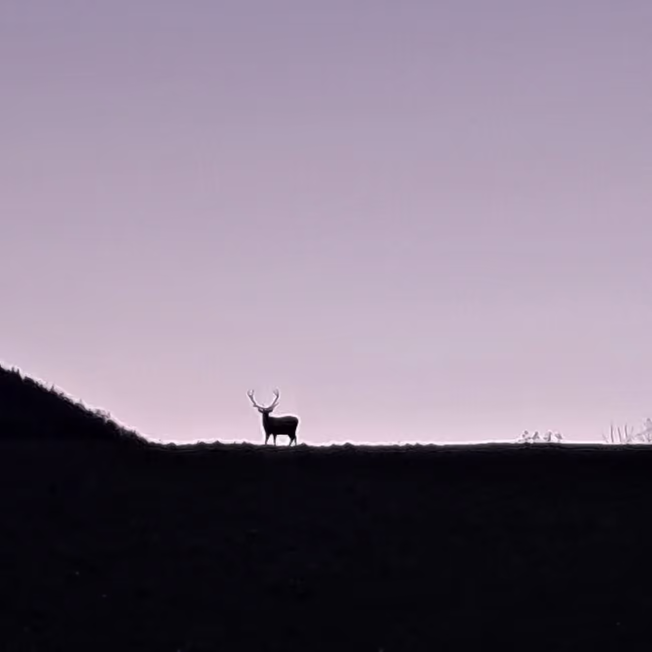 Silhouette di un animale selvatico su un crinale dell’Appennino tosco-emiliano