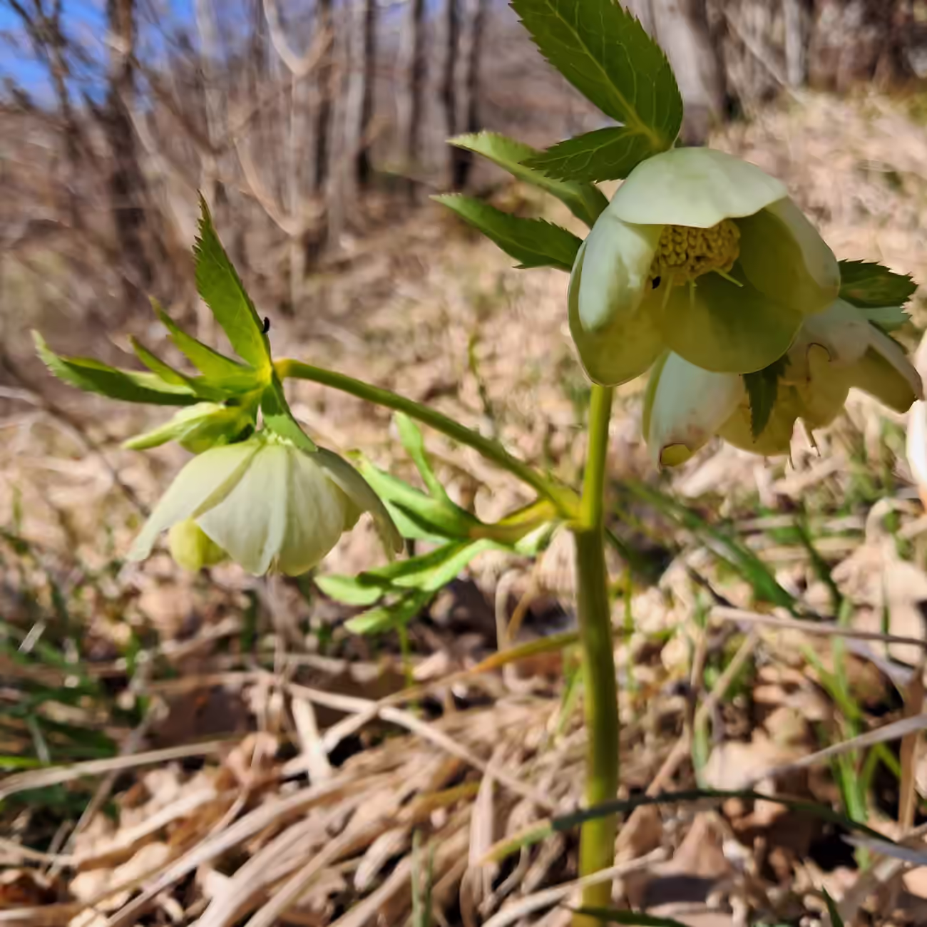 Pianta con fiori bianchi e verdi in un prato dell’Appennino