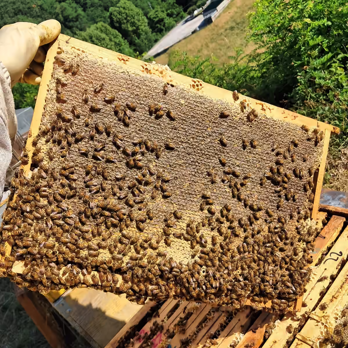 Pezzo di miele in favo tagliato dal telaio