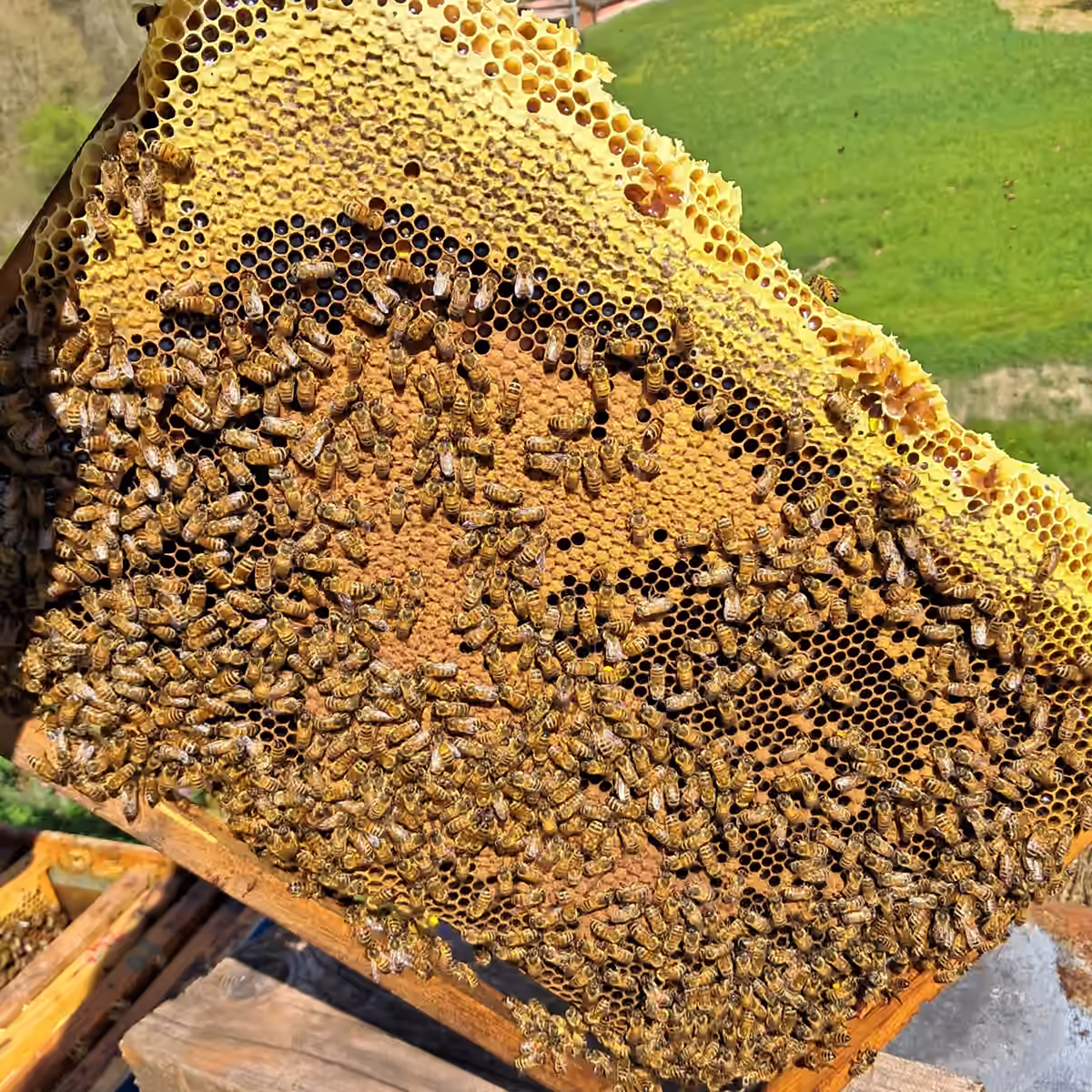 Telaio di covata in piena primavera, estratto da un’arnia